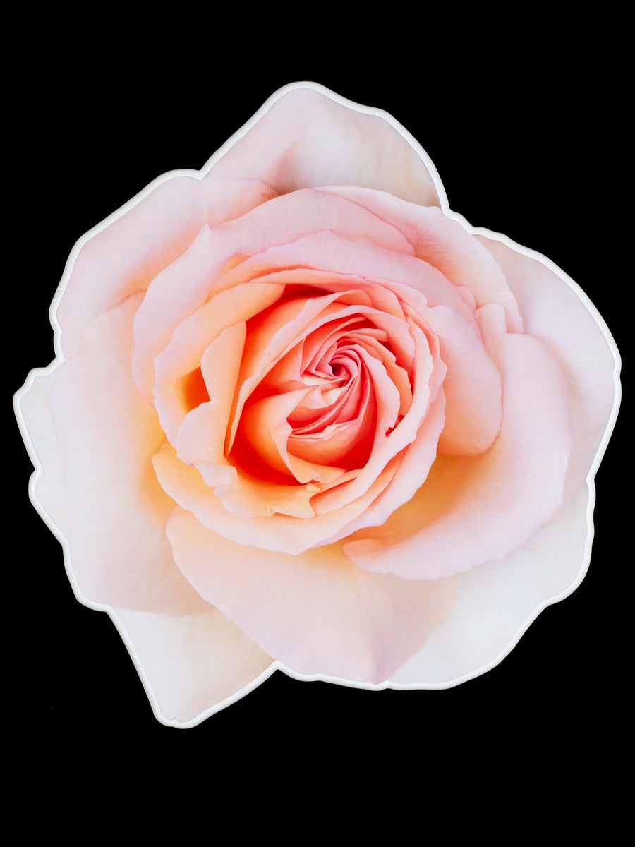 Floral rose photo sculpture wall art by Rory Fink – bloom-inspired shaped