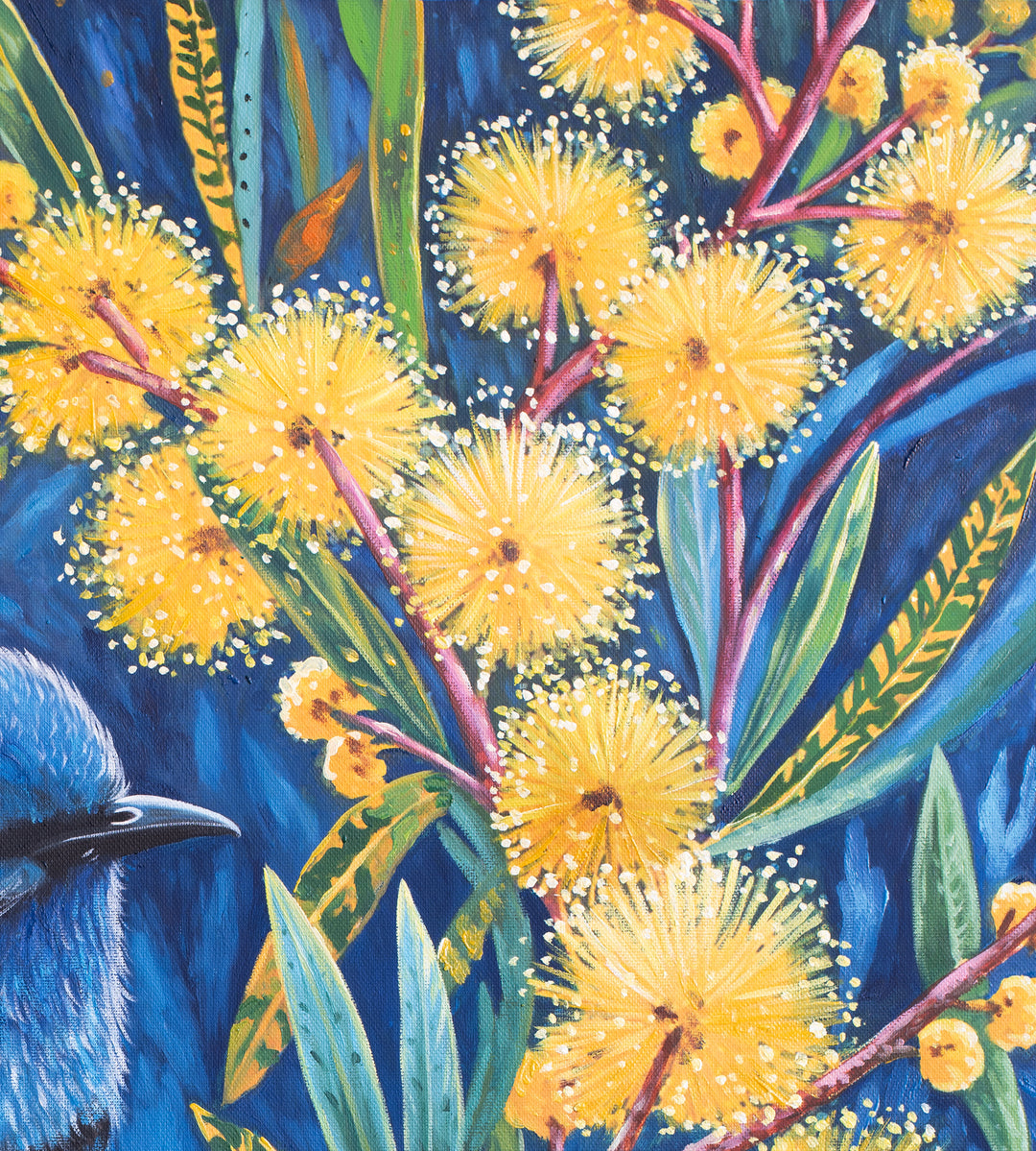 Original Australian Fairy Wren Limited Edition Canvas Print - Wattle Branch with Golden Blooms Wall Art close up detail top right
