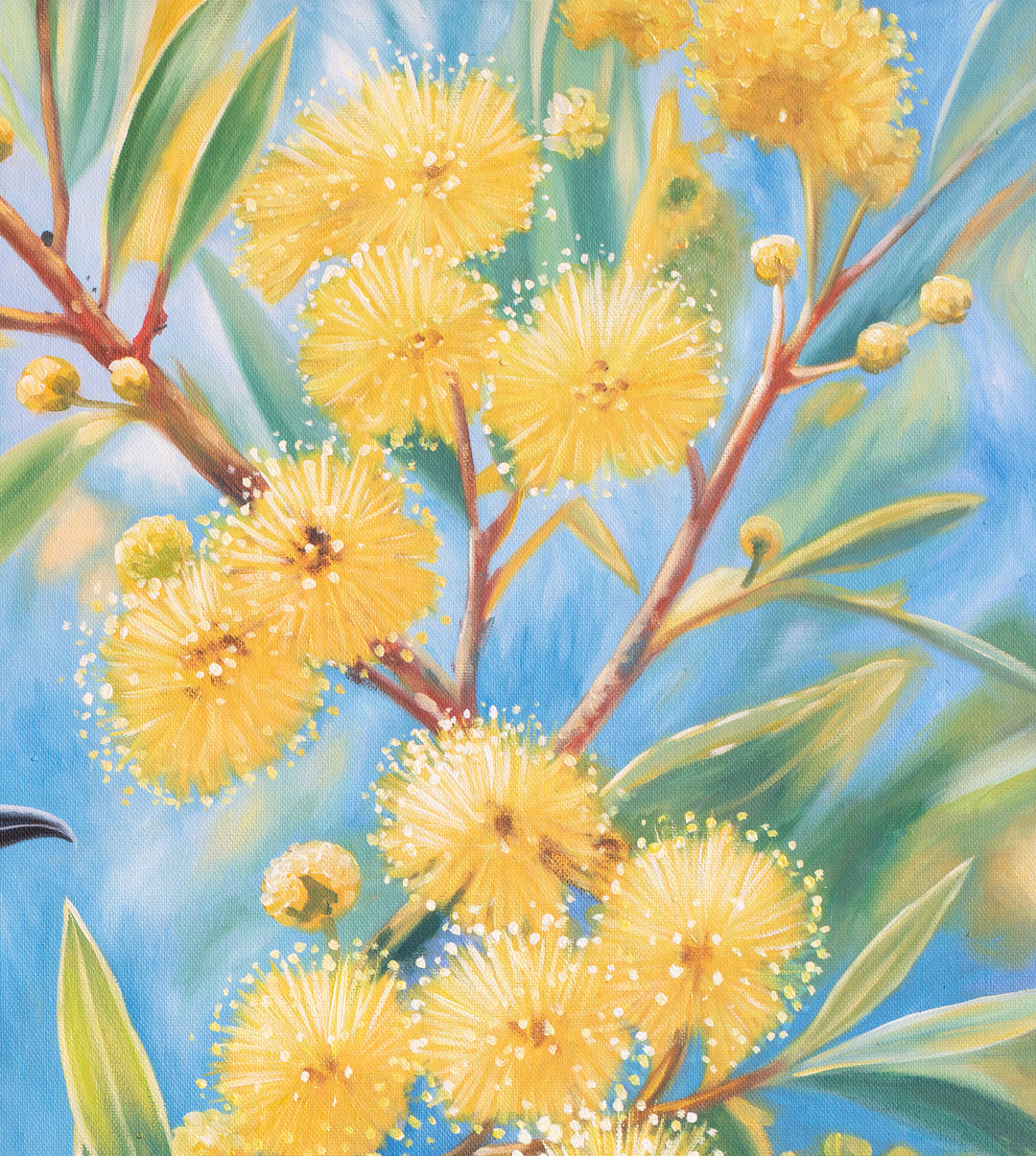 Original Australian Fairy Wren Limited Edition Canvas Print - Wattle Branch Bird Wall Art close up top right